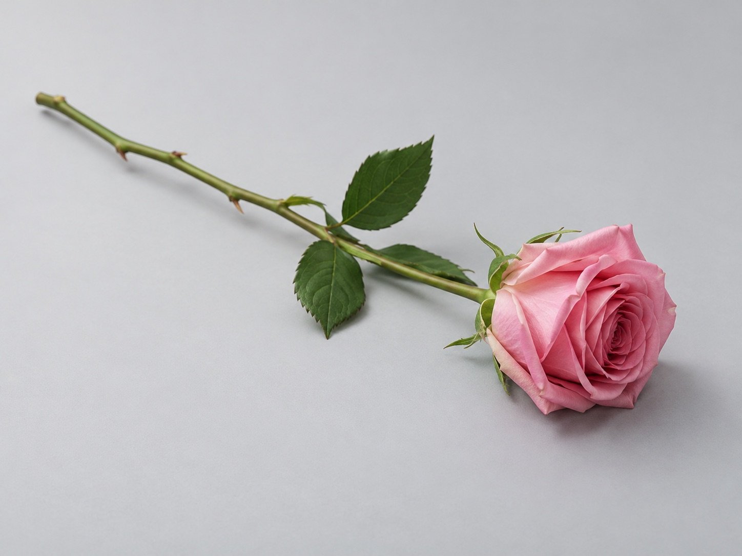 Fotografía ilustrativa de una rosa rosa